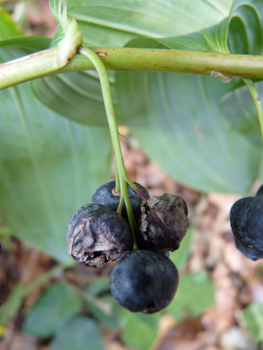 Fruits en forme de baie de couleur bleu sombre à maturité. Agrandir dans une nouvelle fenêtre (ou onglet)